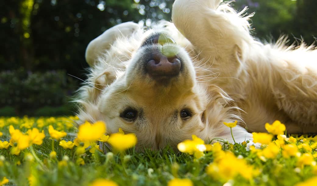 Photo of dog rolling in the grass.